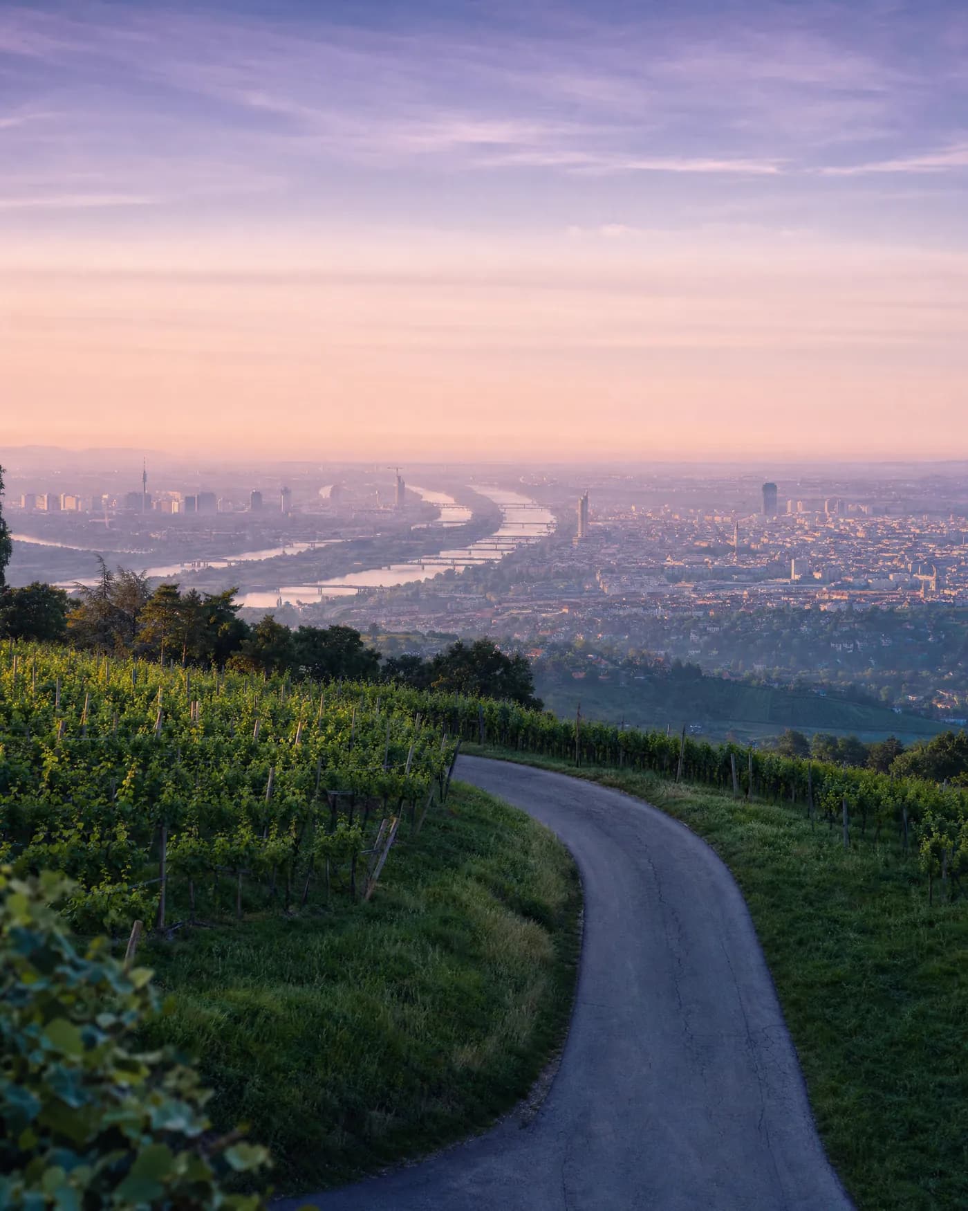 Vienna at dawn, seen from the vineyards above the Danube